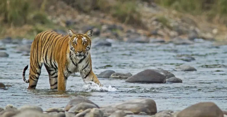 Delhi to Jim Corbett Force Urbania 1