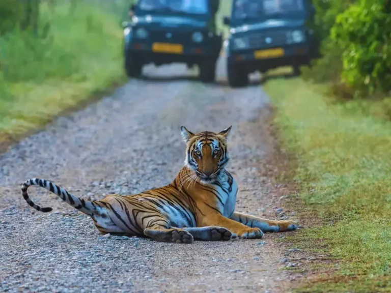 Delhi to Jim Corbett Force Urbania 4