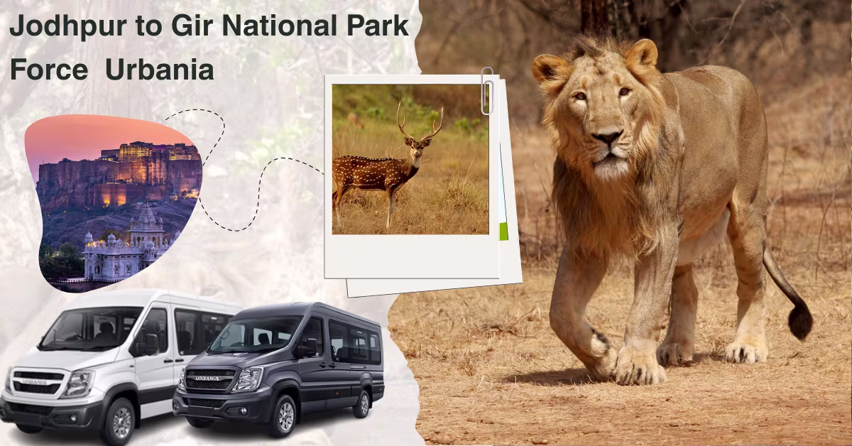 Jodhpur to Gir National Park Force Urbania 2